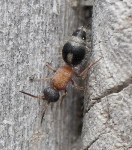 Réf. 241 617 : Smicromyrme ruficollis